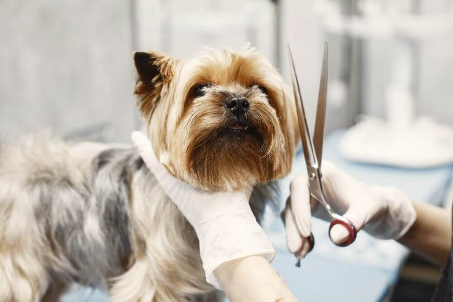 pet groomer’s guide to sms marketing