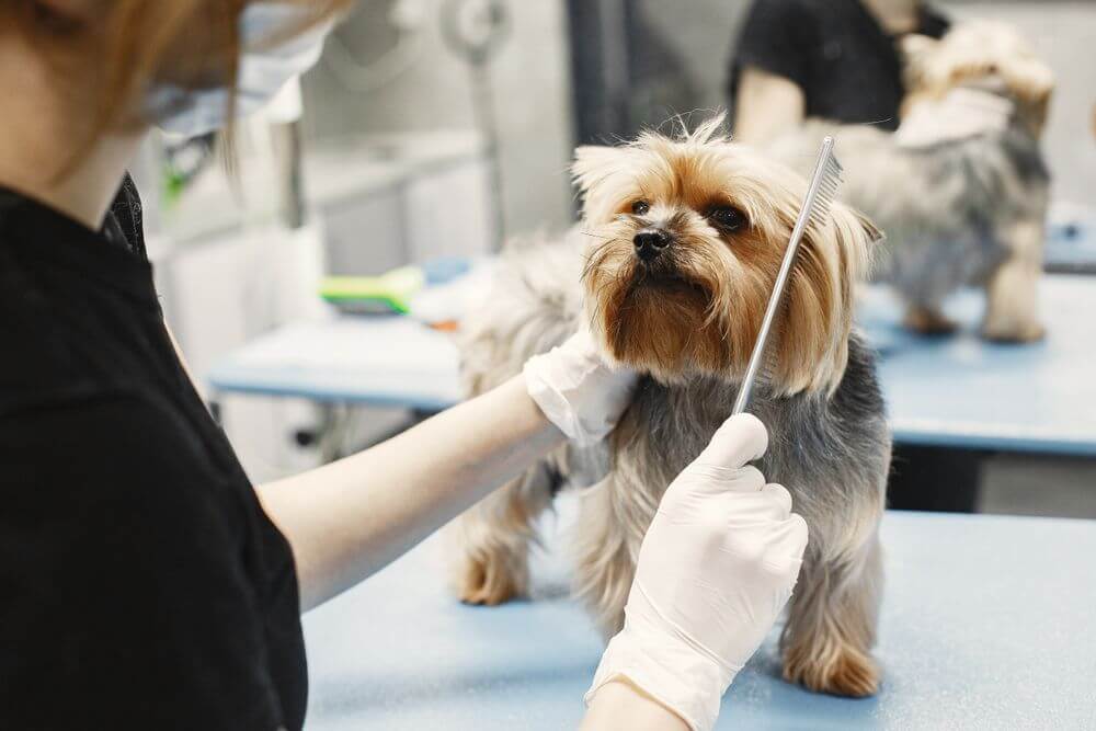 sms campaign ideas for pet groomers